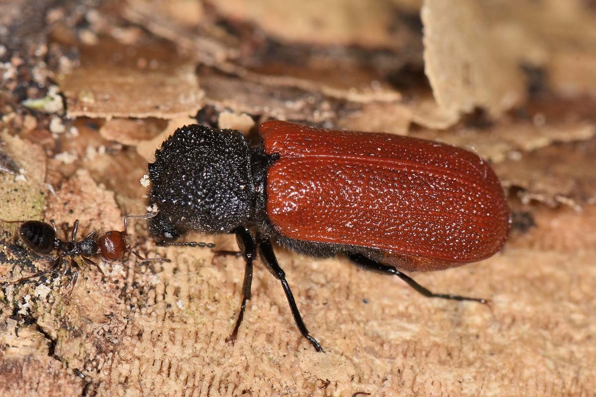 Bostrichidae: Bostrichus capucinus